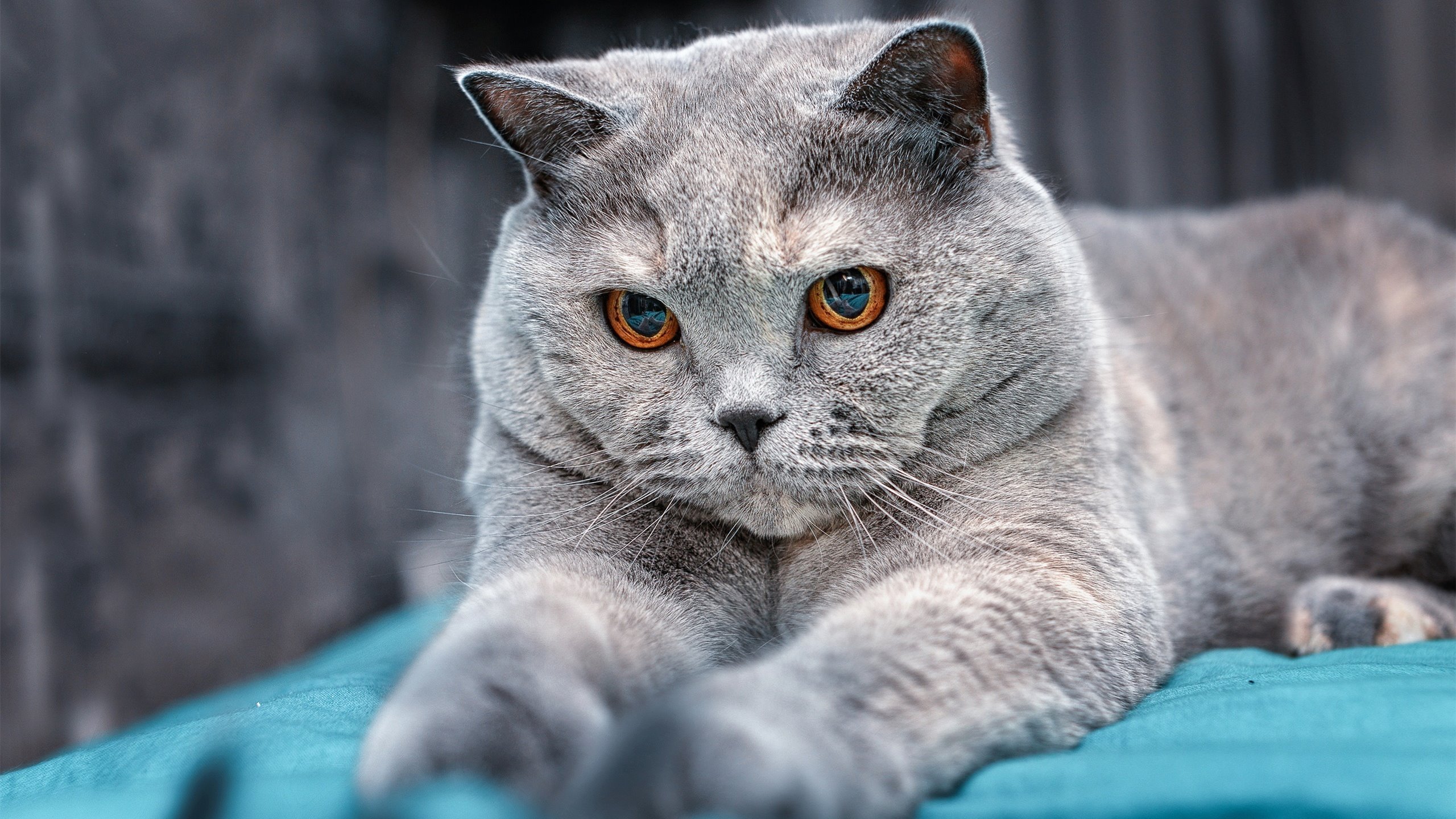 _AI裁判系统的应用与未来_,ai裁判最早