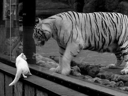 世俱杯直通-“步行者队连遭败绩，亟需调整策略”，步行者队队员名单