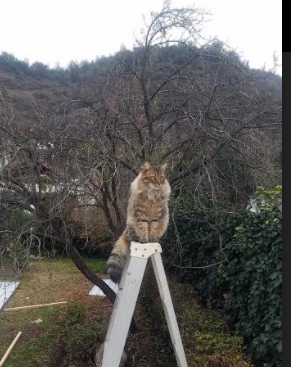 “校园足球赛事覆盖率扩大，参与学生人数持续增长”，校园足球联赛竞赛规程