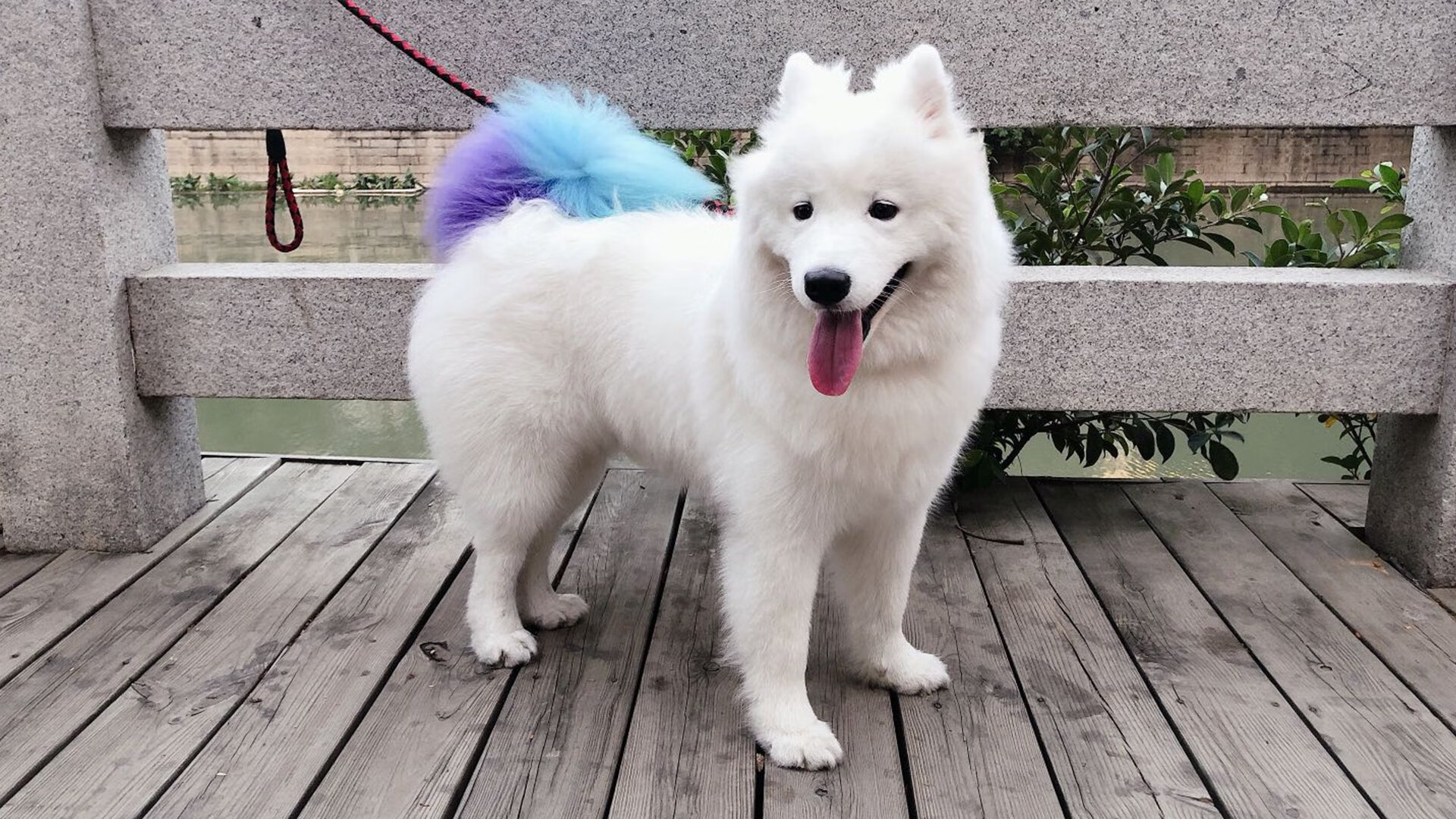 世俱杯直播在线观看免费-【丁俊晖夺冠】中国英雄再创辉煌，赛事现场欢呼不断，丁俊晖最有含量的冠军