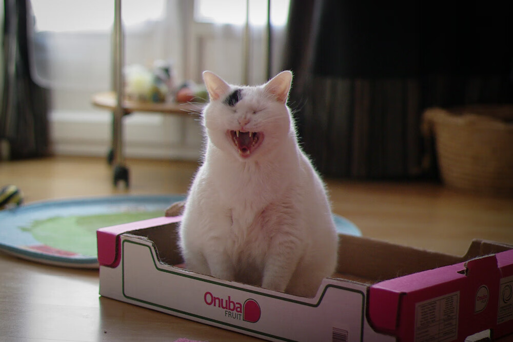 世俱杯入口-传奇球星的“退休生活”：他们的日常与新身份，足球球星退役视频