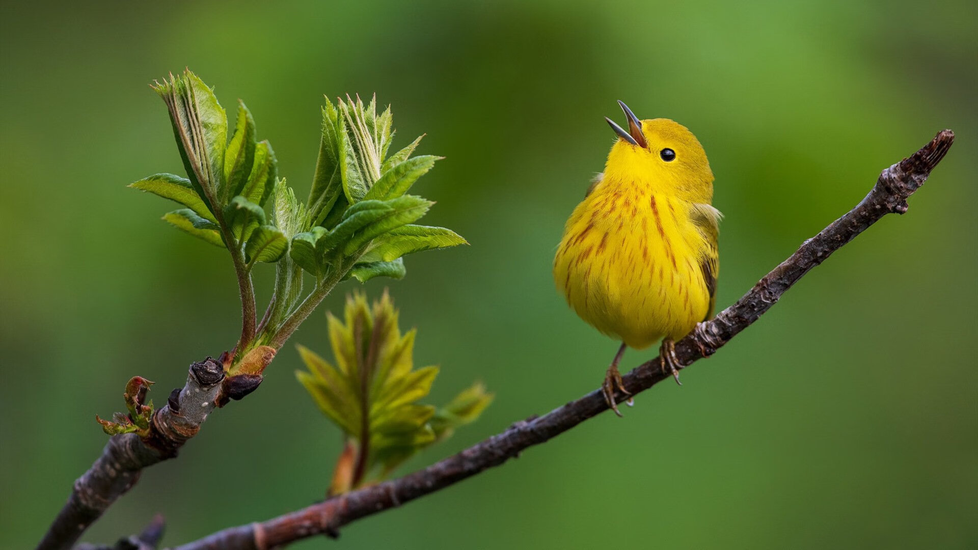 年度典范:球员的年度最佳表现一览,nba年度最佳球员奖