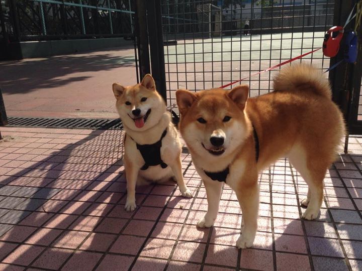 河北“速度王”:国人的赛车梦想,河北速翔赛鸽俱乐部