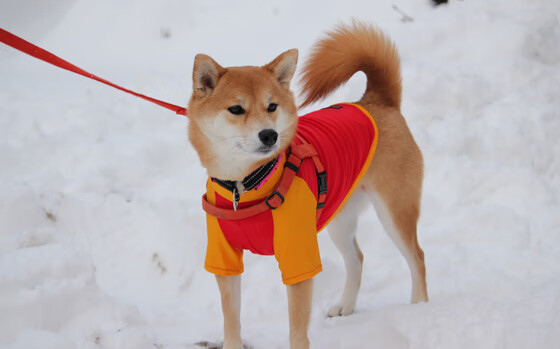 费城76人“新英雄”恩比德,带队再创佳绩!,费城76人队最新阵容