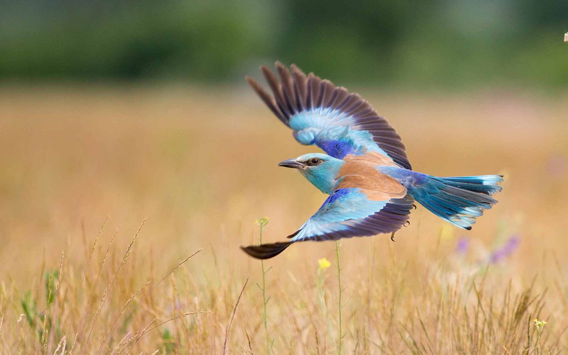 里昂2-2尼斯,德佩和井手口分享进球,德佩在里昂年薪