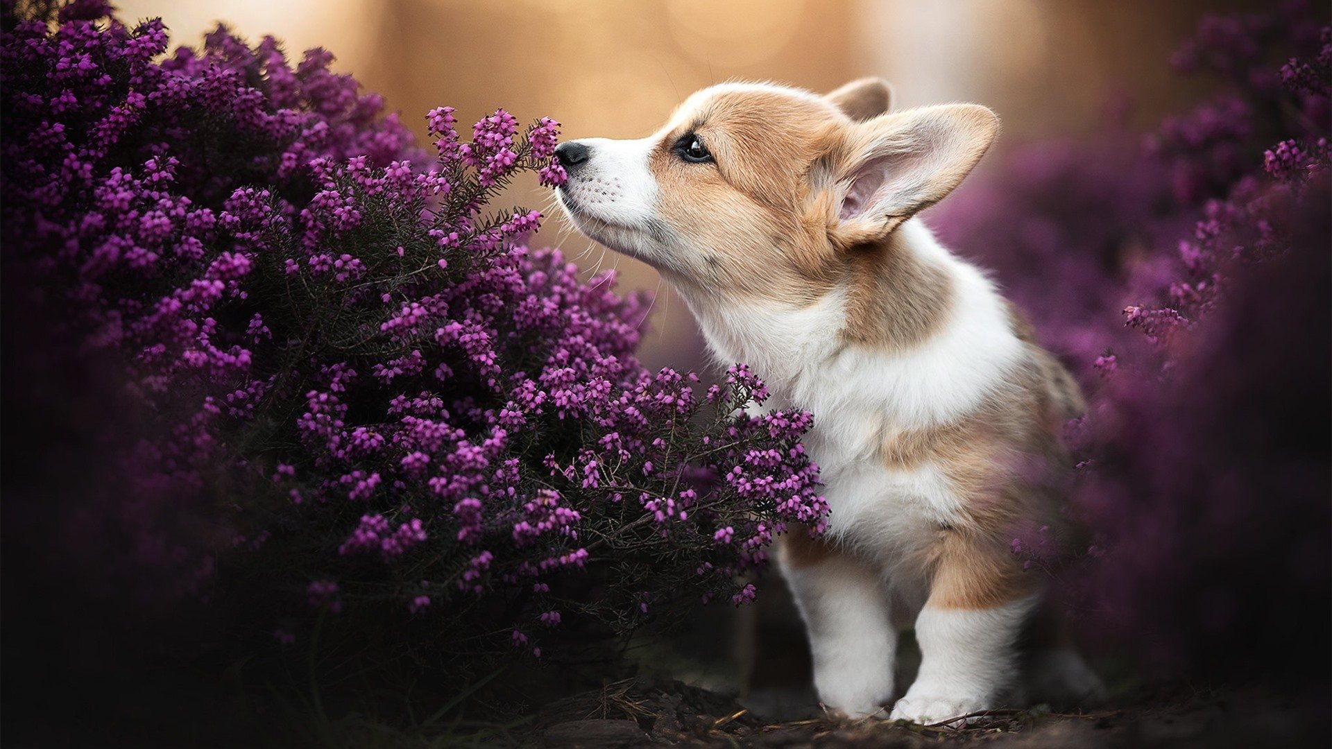 切尔西女足参加慈善比赛公益活动，切尔西女足队员名单