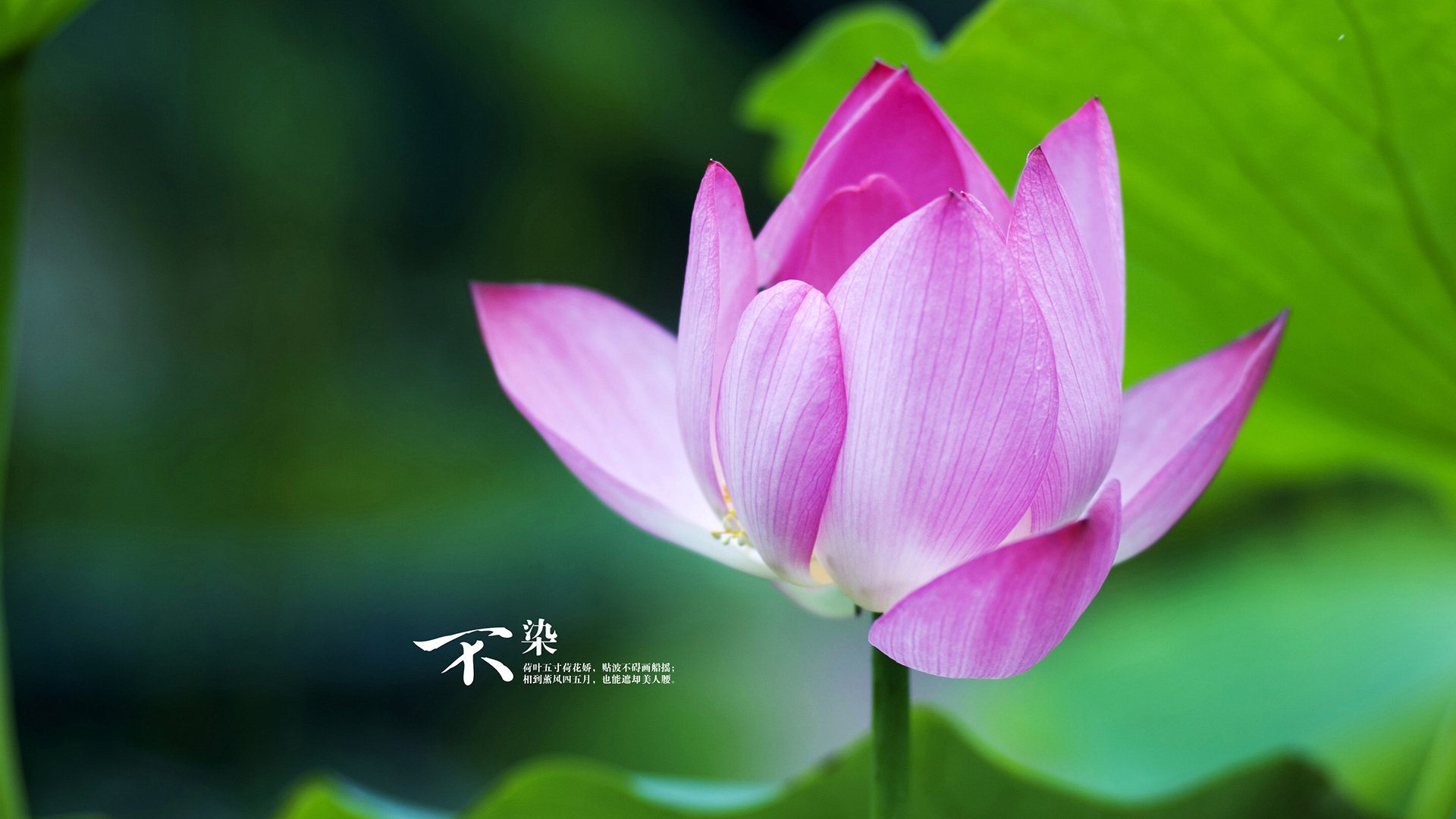 勇士新赛季三分球命中率创新高