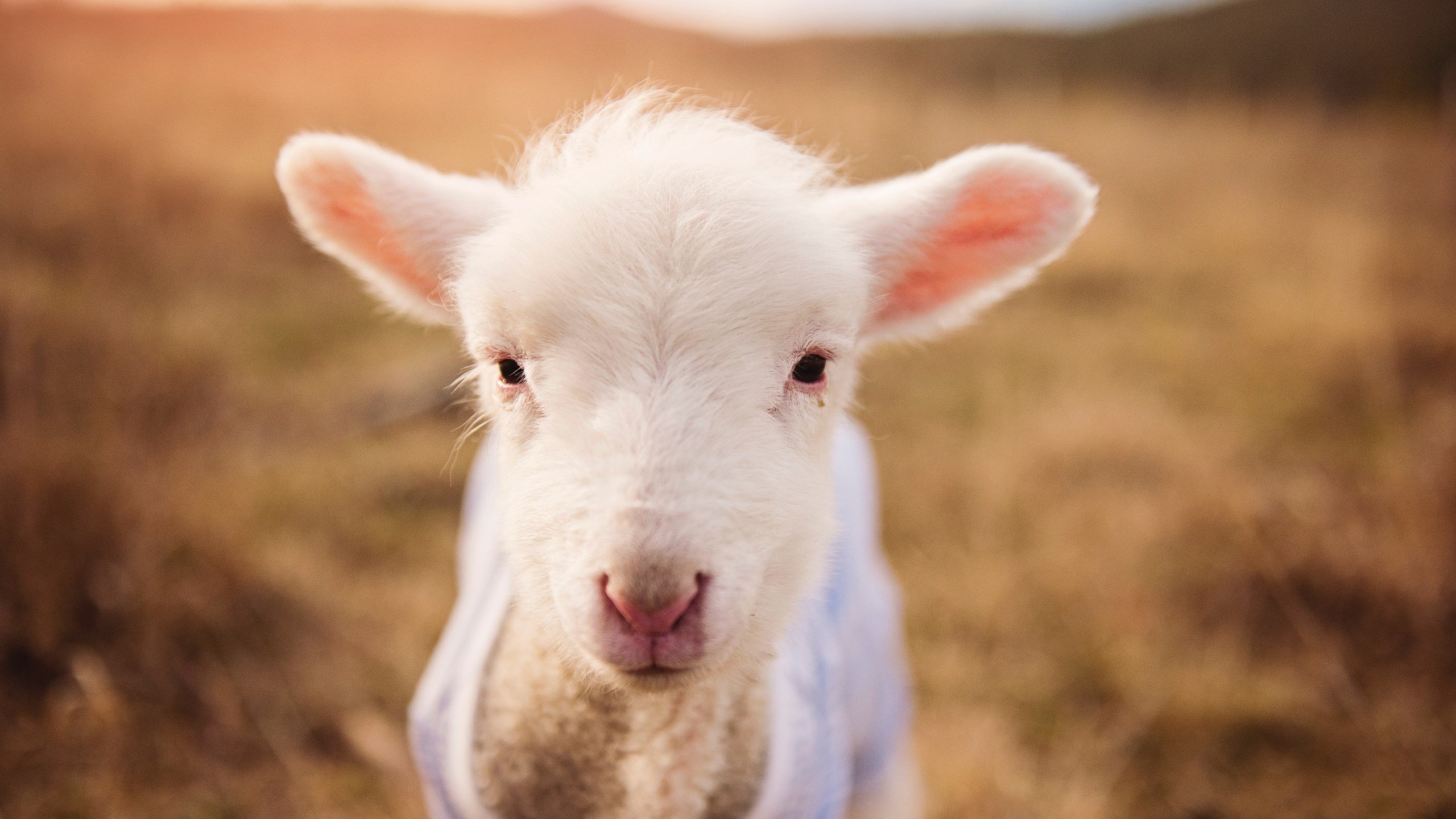 北京国安俱乐部推出新球迷活动,北京国安足球俱乐部官方微博