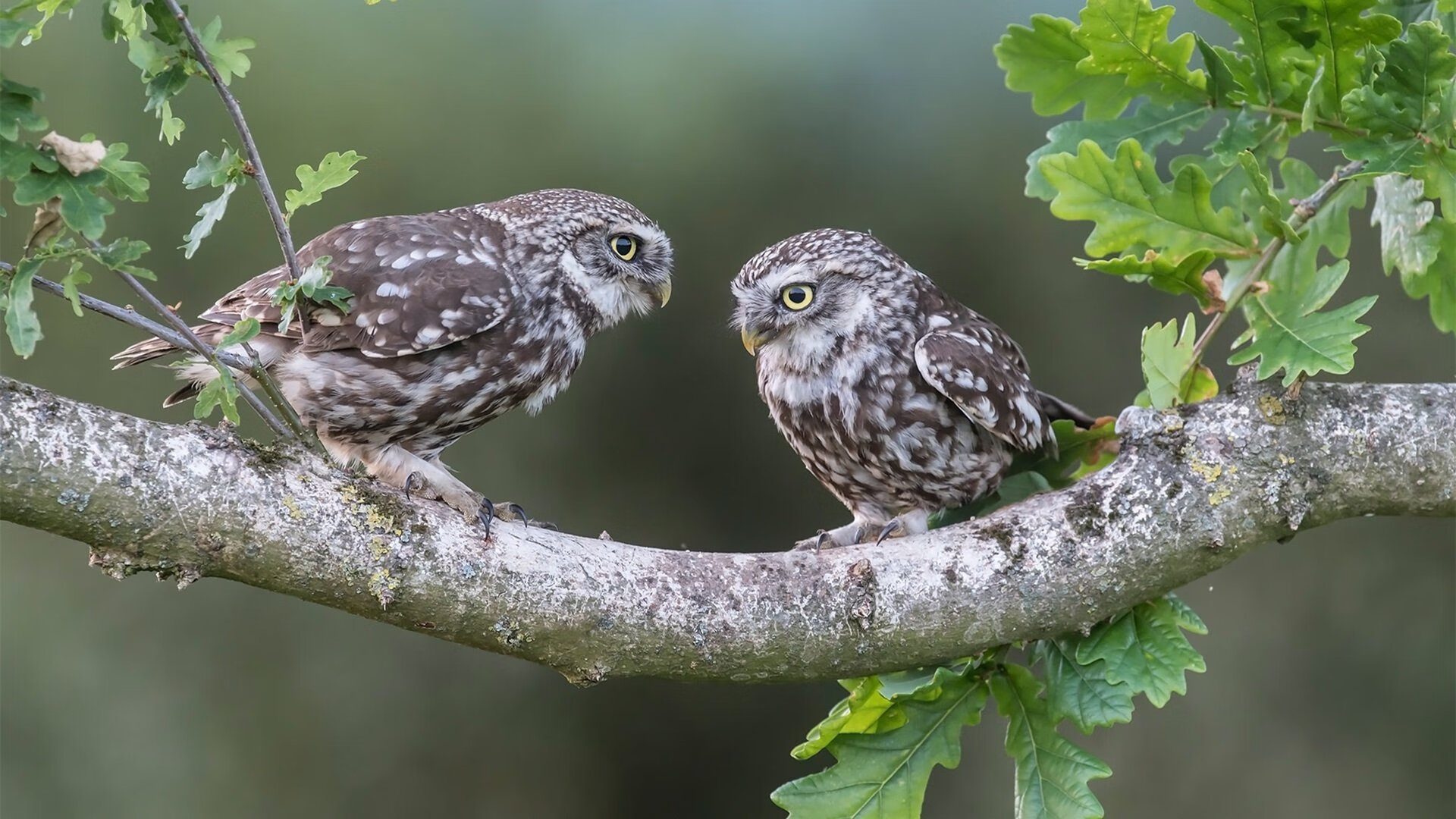 世俱杯-回顾田径百米飞人争霸战，2021年百米飞人大战