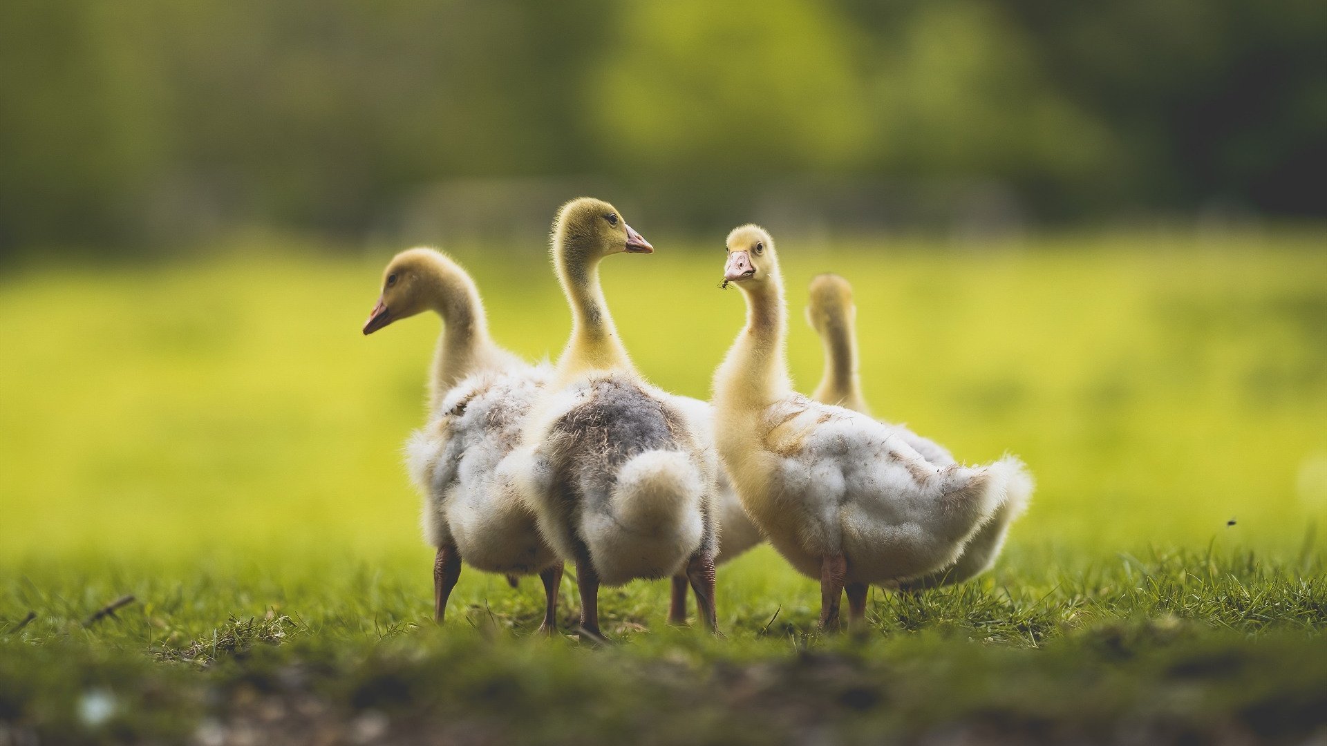 意大利网球选手在男子单打中获得银牌,意大利网球新星