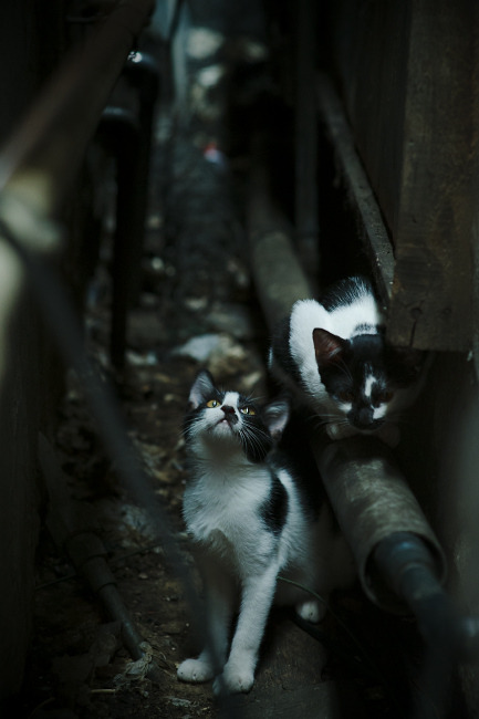 拜仁慕尼黑门将获得德国最佳守门员称号，实力无可质疑，拜仁慕尼黑历届守门员