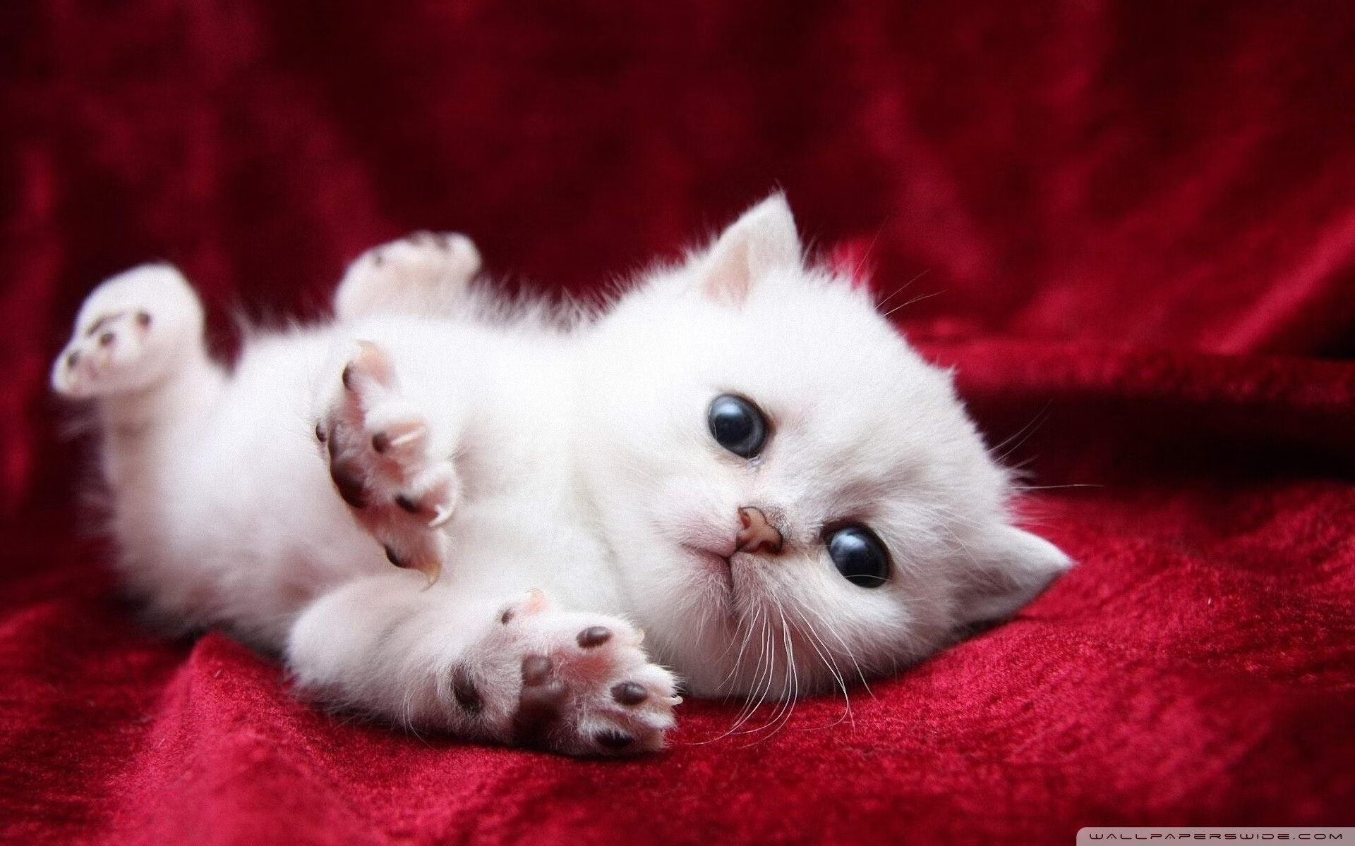 拉斯帕尔马斯主场0-2不敌皇家社会,遭遇失利,拉斯帕尔马斯vs西班牙人