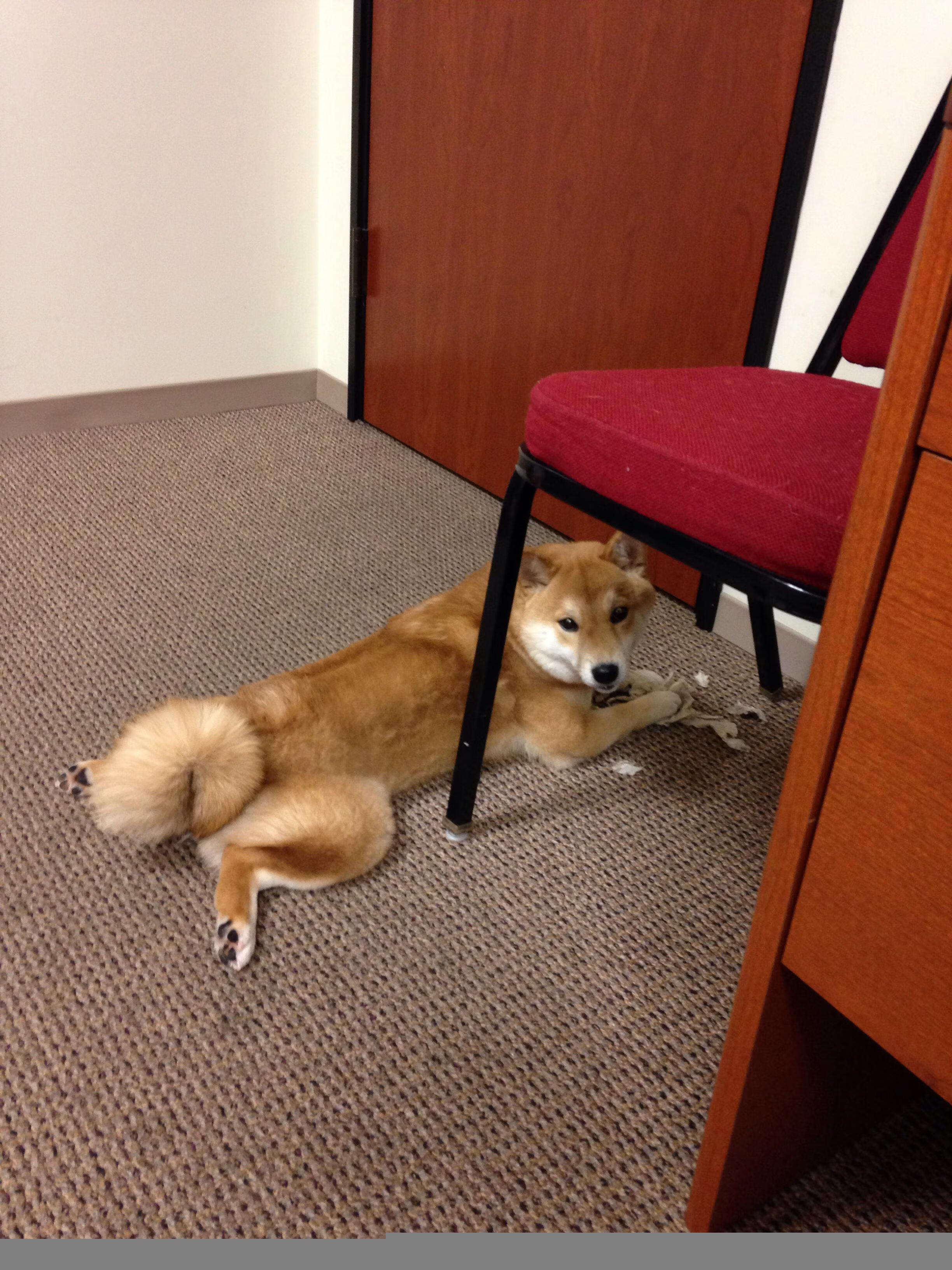 -中国篮球青少年篮球发展政策影响及对策分析，中国青少年篮球的发展方向