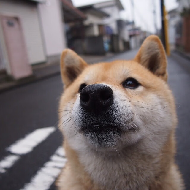 德甲赛季中期伤病风险评估及预防机制研究,德甲中场评级