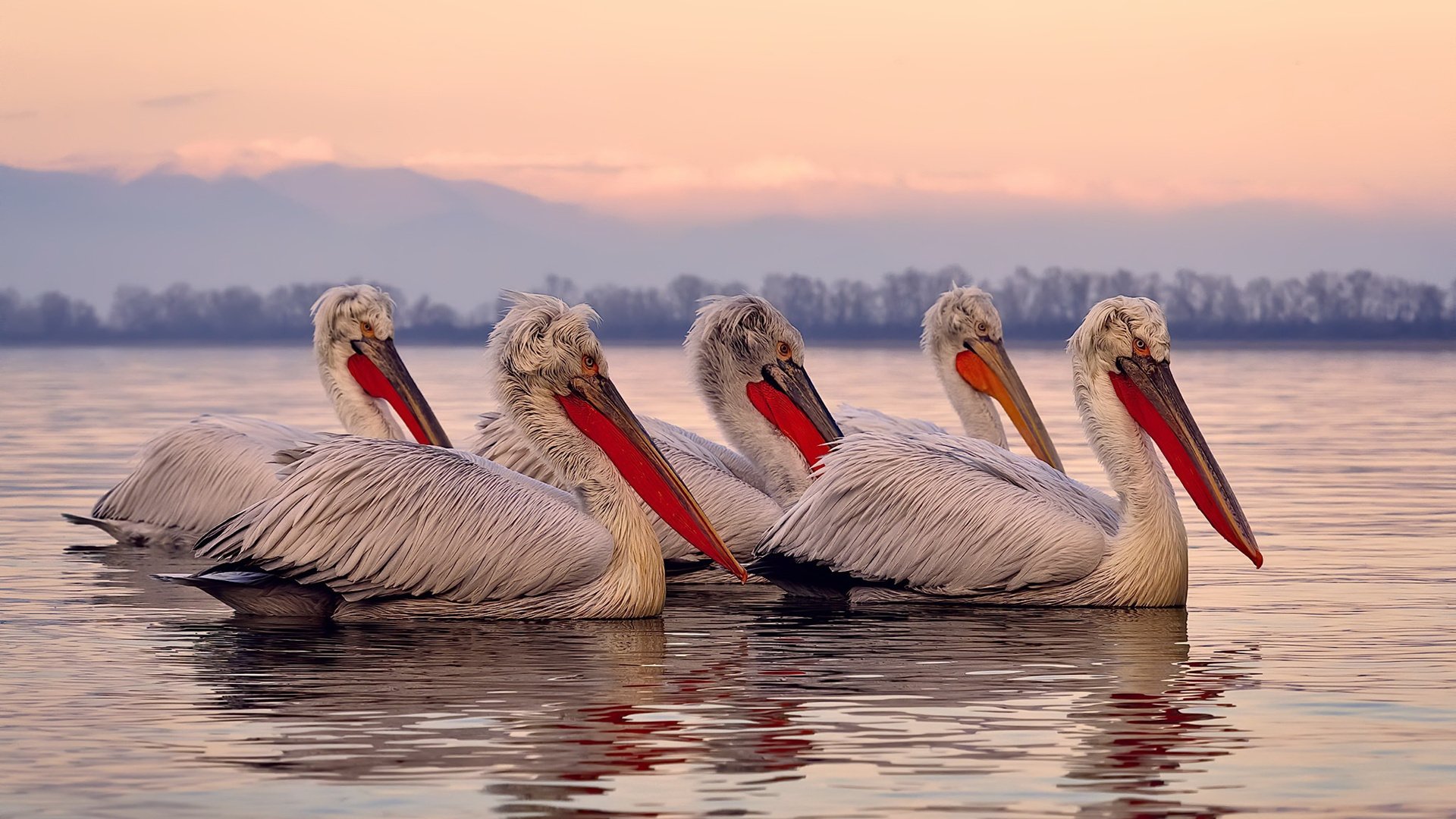 Chinese Taipei团队未来发展:迈向全球化与多元化,china taipei