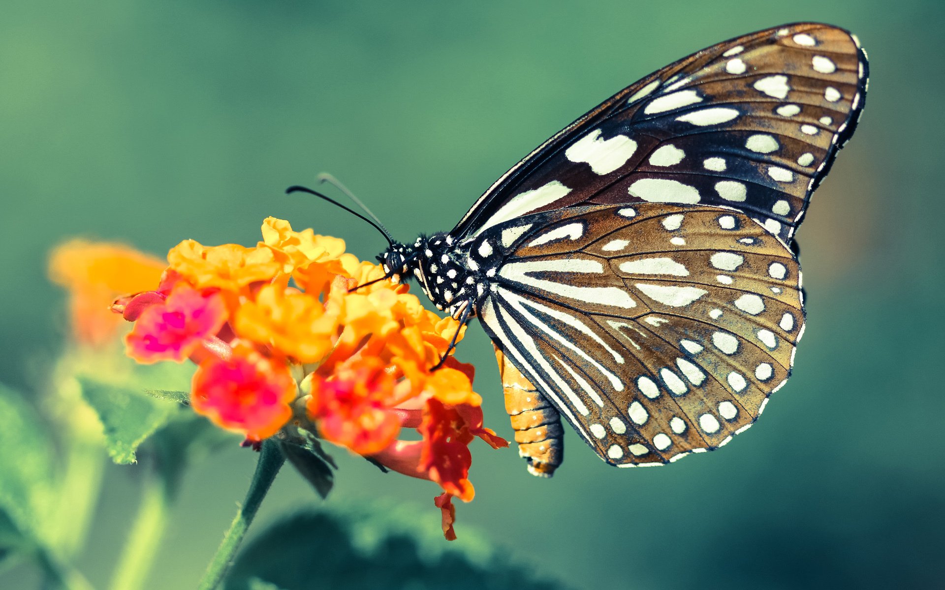 加拿大乒乓队未来展望:打造全面发展的世界级队伍,加拿大乒乓球组合